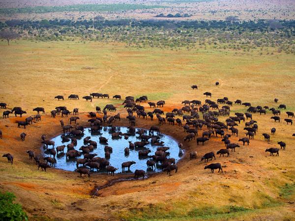 Veel buffalo’s en zebra’s in Masai Mara Kenia.