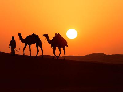 Kamelen in de woestijn van Oman en Dubai
