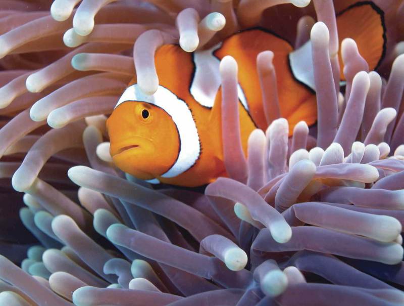 Duiken en snorkelen in Great Barrier Reef