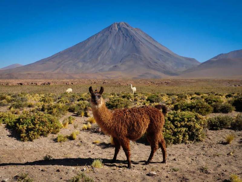 Een lama met een berg op de achtergrond