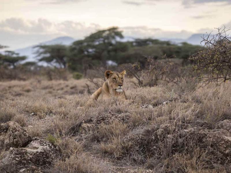 Leeuwen zijn een van de vele prachtige wilde dieren die u tegenkomt tijdens uw rondreis door Tanzania.