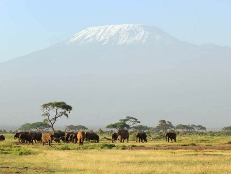 Olifanten zijn kenmerken voor het land Tanzania, de kans is groot dat u er meerdere spot tijdens uw rondreis.