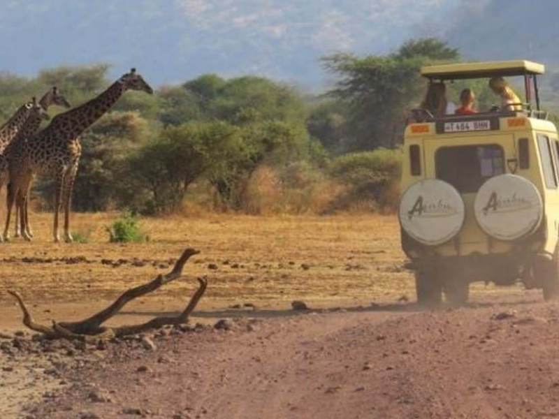 Tijdens uw rondreis door het noorden van Tanzania kunt u op safari gaan.