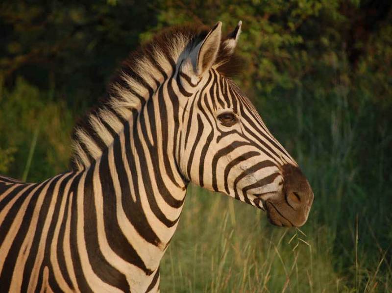 U heeft de mogelijkheid om zebra’s tegen te komen tijdens uw rondreis door het noorden van Tanzania.