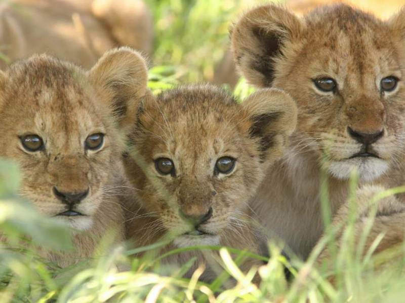 Tijdens uw rondreis door Tanzania zult u veel wilde dieren tegenkomen zoals leeuwen.