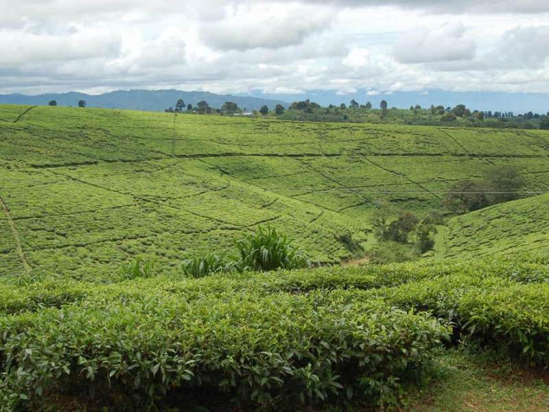 In Tanzania zijn verschillende theevelden te vinden, tijdens uw rondreis zou u er kunnen gaan bezoeken.