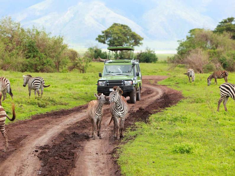Als u tijdens uw rondreis door Tanzania op safari gaat heeft u de kans zebra’s tegen te komen.