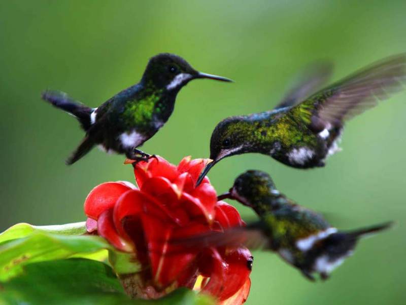 Veel natuur met prachtige vogels ontbreekt zeker niet in deze rondreis door Ecuador.