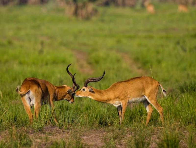 Tijdens uw rondreis door Oeganda gaat u tijdens gamedrives verschillende wilde dieren spotten.
